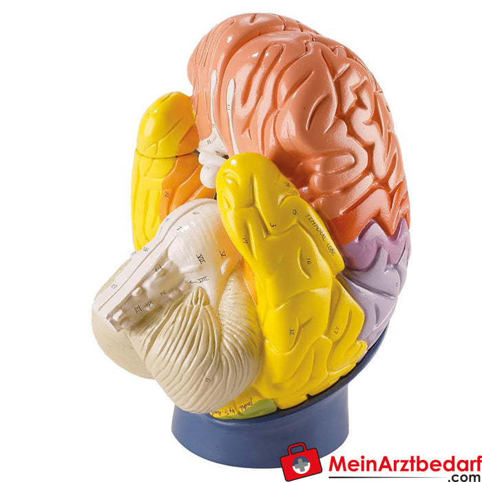 Erler Zimmer Modelo das regiões do cérebro, 4 partes, tamanho 2x