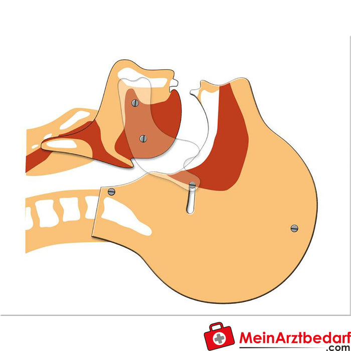 Erler Zimmer Schematic airway model