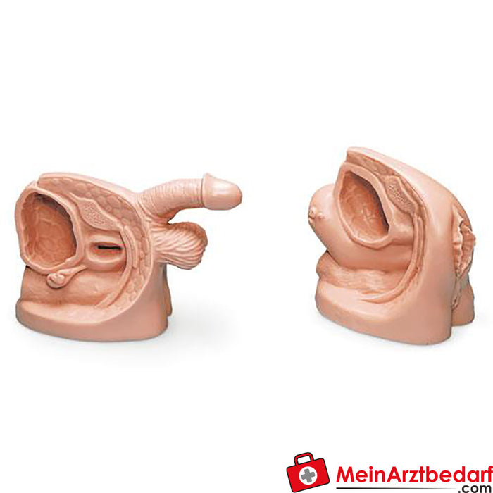 Erler Zimmer Male & Female Catheterization Model Set