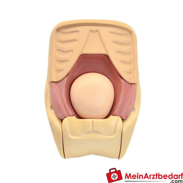 Erler Zimmer Simulator zur Uterus - Rückbildungsuntersuchung