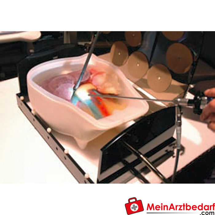 Erler Zimmer Ultraschall-Modell für Sonografie