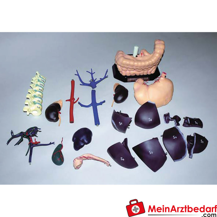 Erler Zimmer Ultrason eğitimi için anatomik model