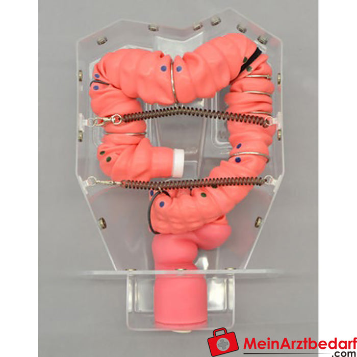 Erler Zimmer Colonoscopy training model 3D