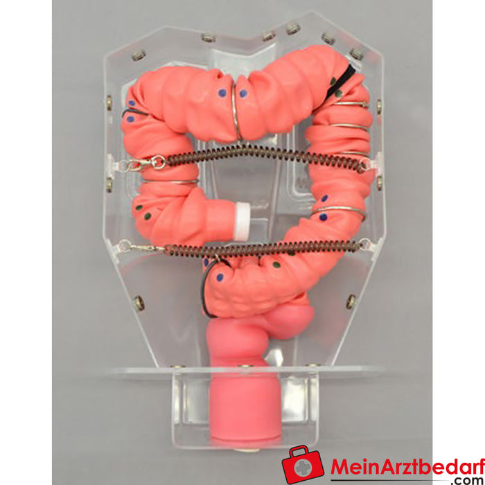 Modelo de entrenamiento de colonoscopia Erler - zimer 3D