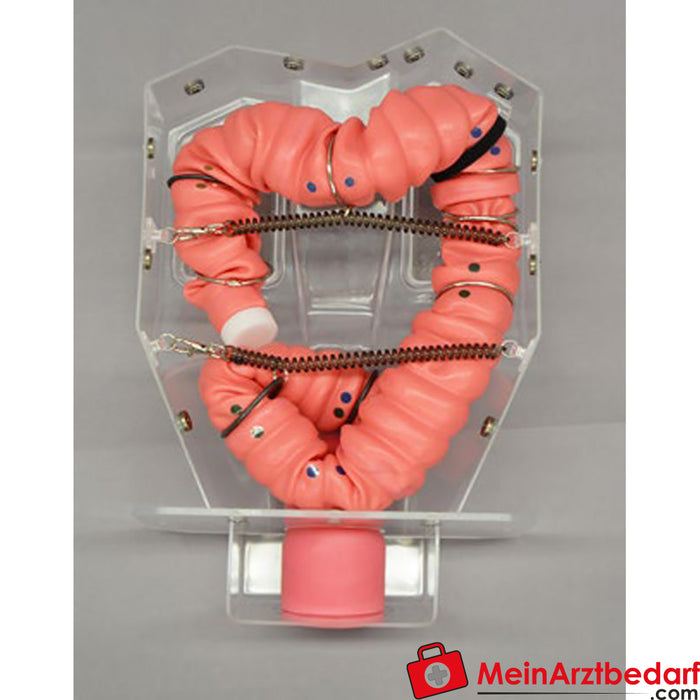 Erler Zimmer Colonoscopy training model 3D