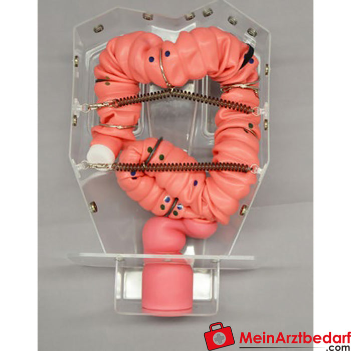 Erler Zimmer Colonoscopy training model 3D