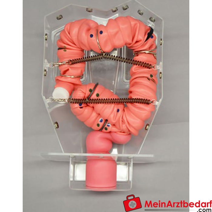 Erler Zimmer Model treningowy kolonoskopii 3D