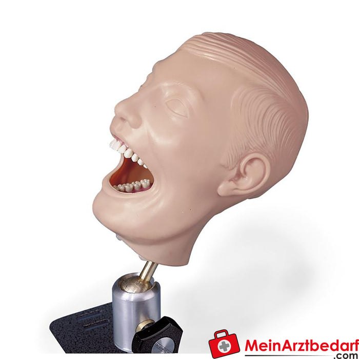 Erler Zimmer 牙科人体模型