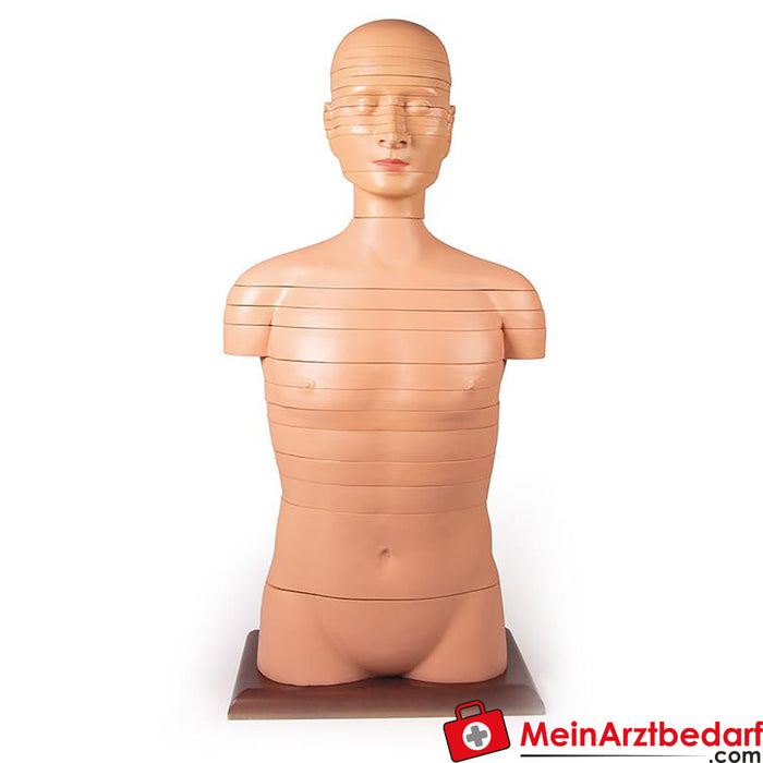 Erler Zimmer Torso a disco, taglia naturale