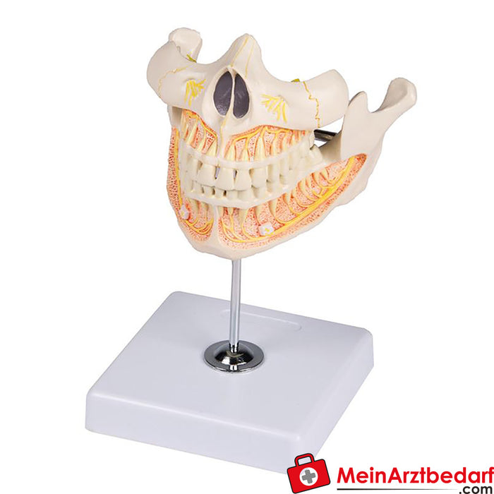 Erler Zimmer Denture adulte