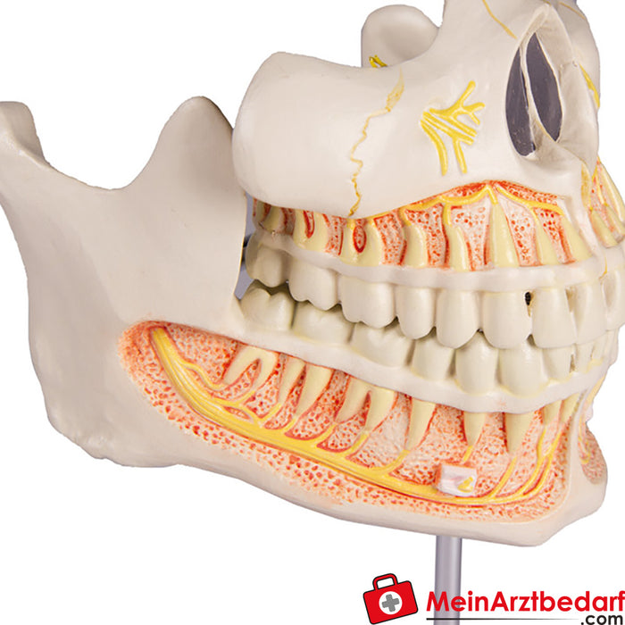 Erler Zimmer Dentição de adultos