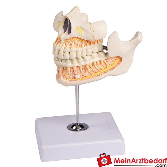 Erler Zimmer Dentição de adultos