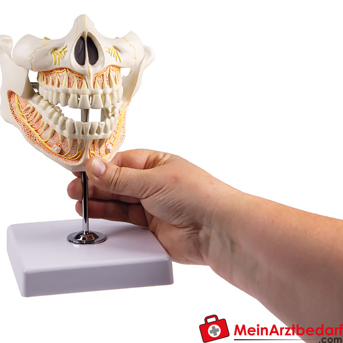 Erler Zimmer Adult dentures