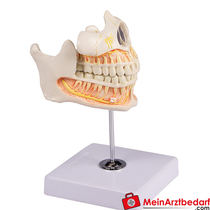 Erler Zimmer Dentição de adultos