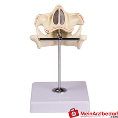 Erler-Zimmer Milchgebiß, 5jährig.