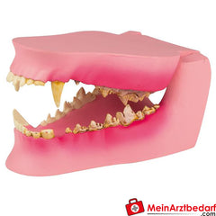 Erler-Zimmer Hundekiefer gesund/erkrankt.