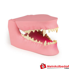 Erler-Zimmer Hundekiefer gesund/erkrankt.