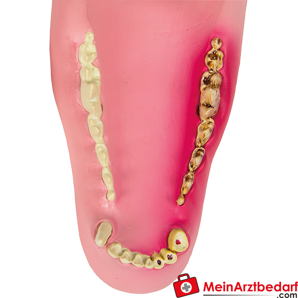 Erler-Zimmer Hundekiefer gesund/erkrankt.