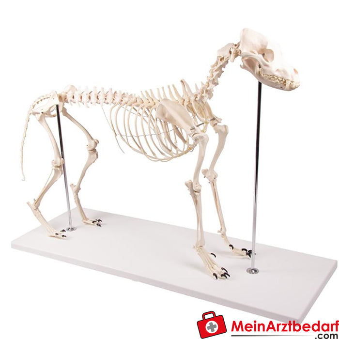 Erler Zimmer Dog skeleton "Olaf", natural size