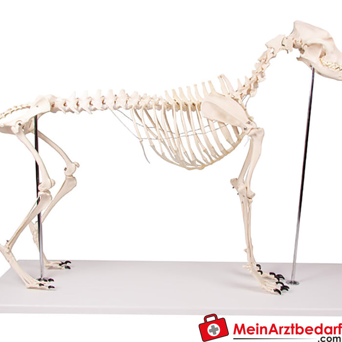 Erler Zimmer Dog skeleton "Olaf", natural size