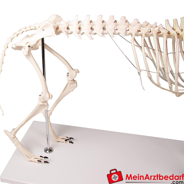 Erler Zimmer Dog skeleton "Olaf", natural size