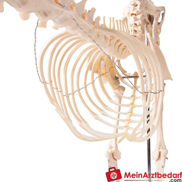 Erler Zimmer Dog skeleton "Olaf", natural size