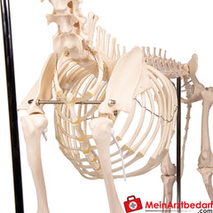 Erler-Zimmer Hundeskelett "Olaf", natürliche Größe.