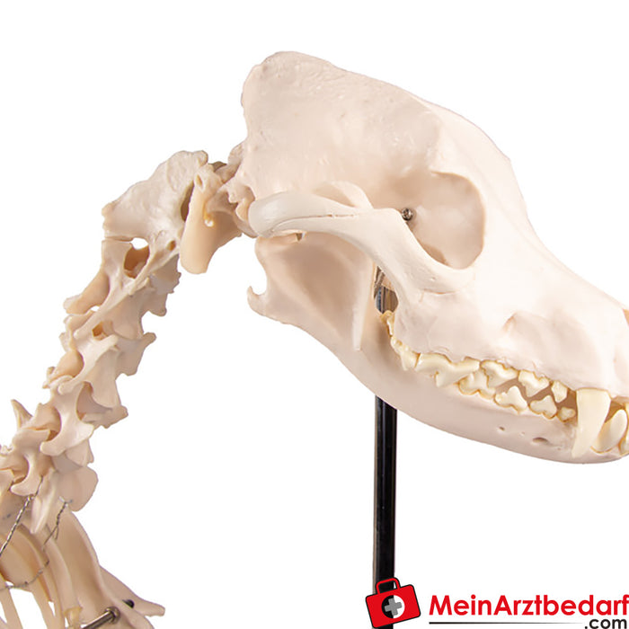 Erler Zimmer Squelette de chien "Olaf", taille naturelle