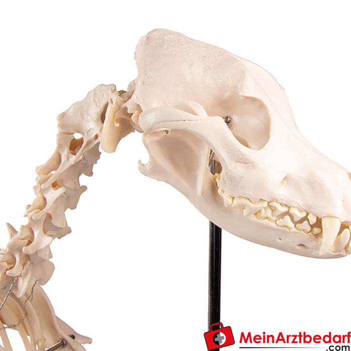 Erler Zimmer Dog skeleton "Olaf", natural size