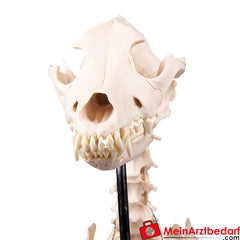 Erler-Zimmer Hundeskelett "Olaf", natürliche Größe.