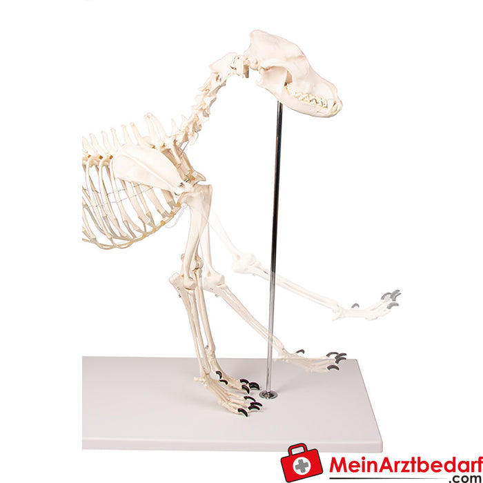 Erler Zimmer Dog skeleton "Olaf", natural size