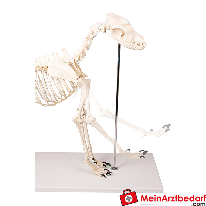 Erler Zimmer köpek iskeleti "Olaf", doğal boyut