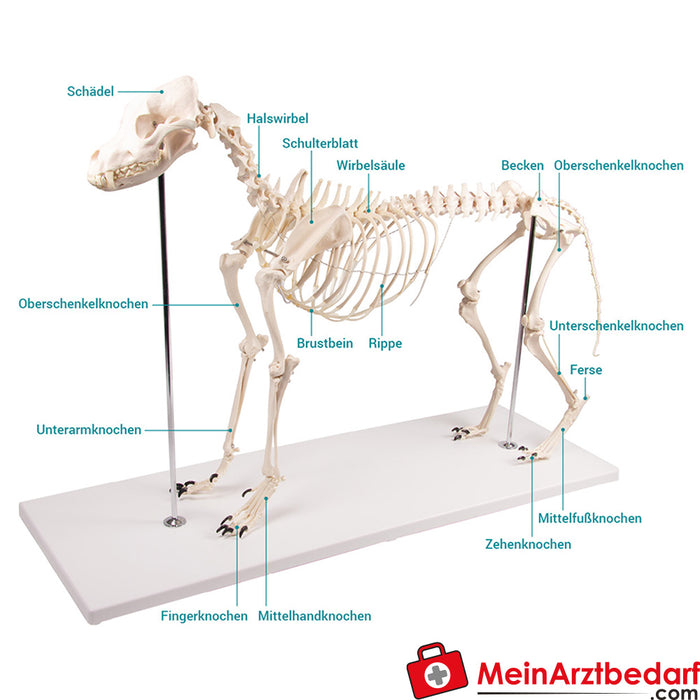 Erler Zimmer Hondenskelet "Olaf", natuurlijke grootte