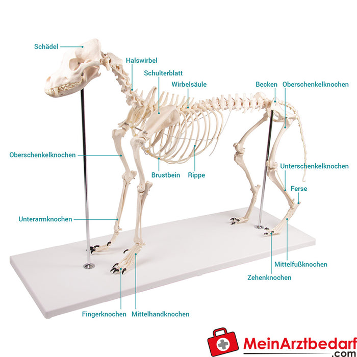 Erler Zimmer Dog skeleton "Olaf", natural size