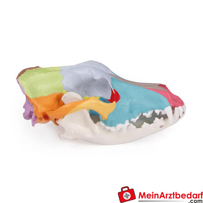 Erler Zimmer Dog skull with didactic painting