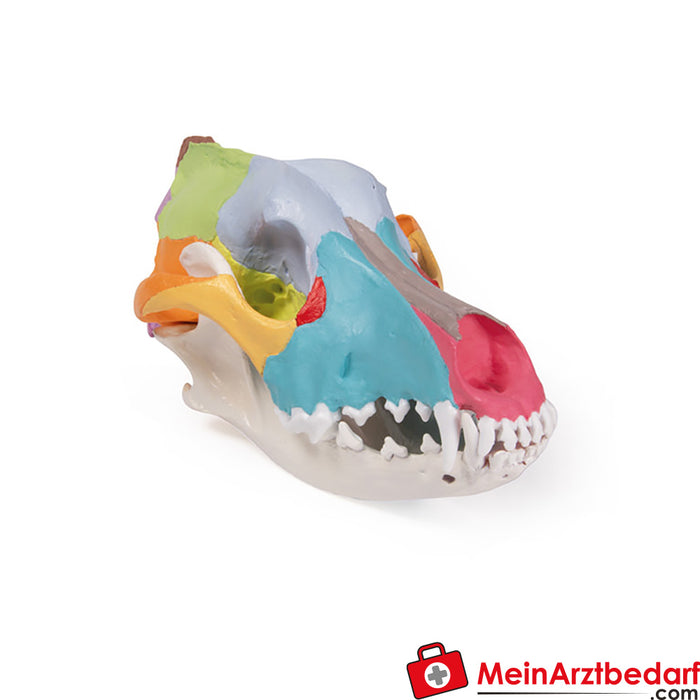 Erler Zimmer Dog skull with didactic painting