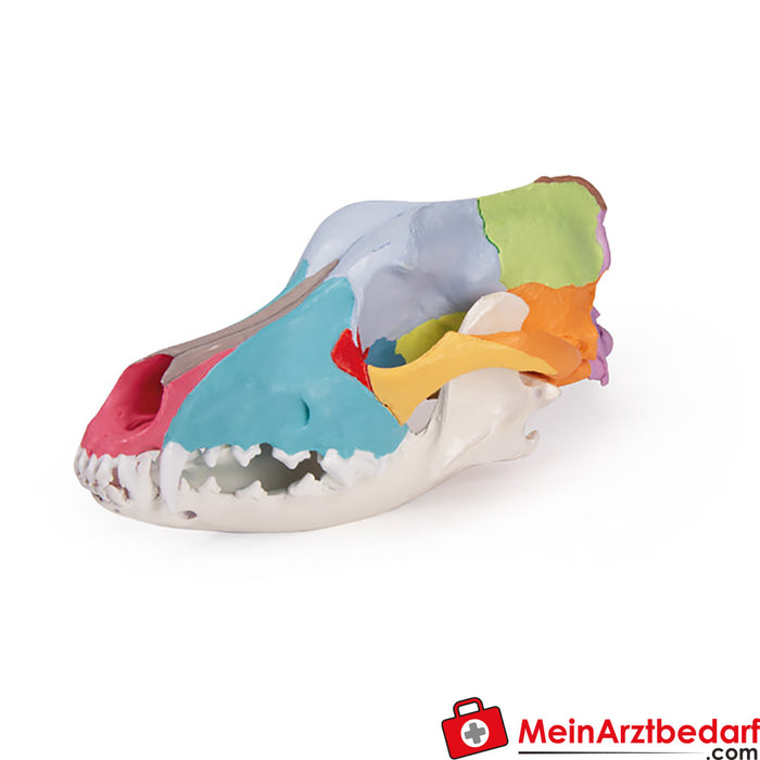 Erler Zimmer Dog skull with didactic painting