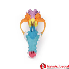 Erler-Zimmer Hundeschädel mit didaktischer Bemalung.