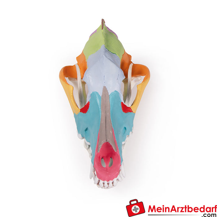 Erler Zimmer Dog skull with didactic painting