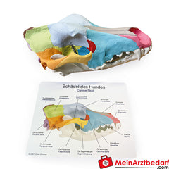 Erler-Zimmer Hundeschädel mit didaktischer Bemalung.