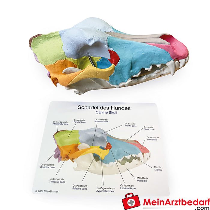 Erler Zimmer Hundeschädel mit didaktischer Bemalung