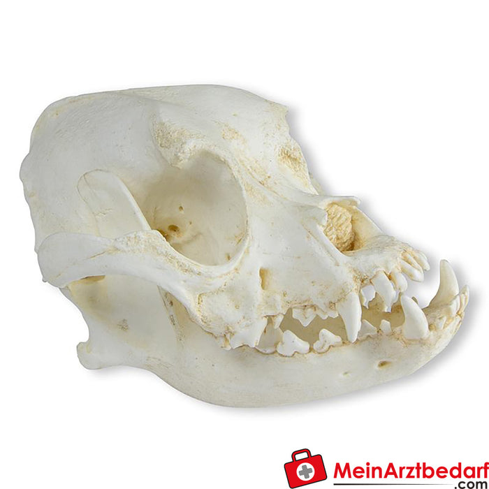 Erler Zimmer Cranio Cane domestico, Boxer (Canis familiaris)