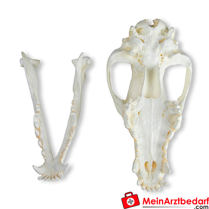 Erler Zimmer Skull domestic dog, German shepherd (Canis familiaris)