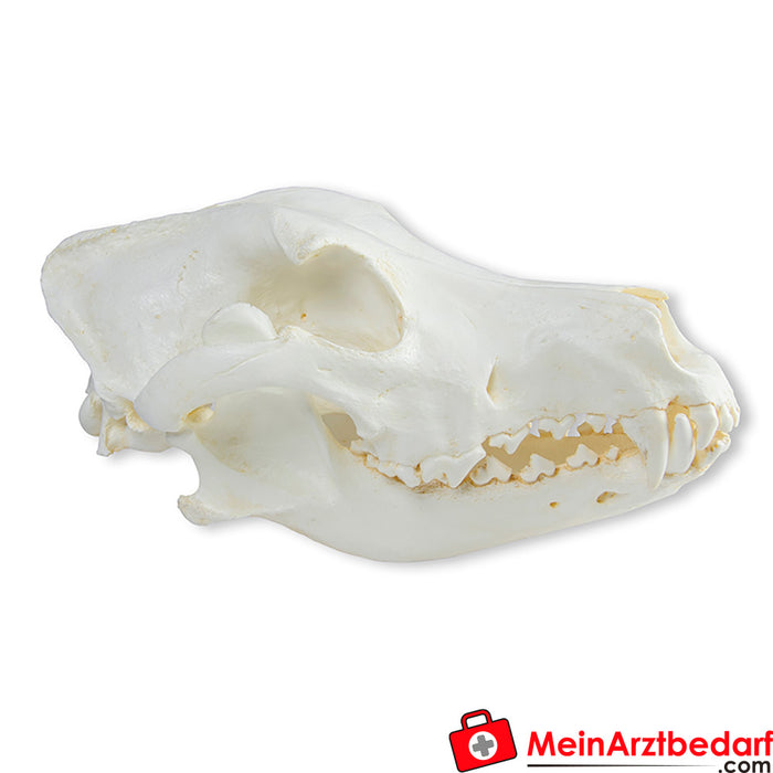 Erler Zimmer Skull domestic dog, Great Dane (Canis familiaris)