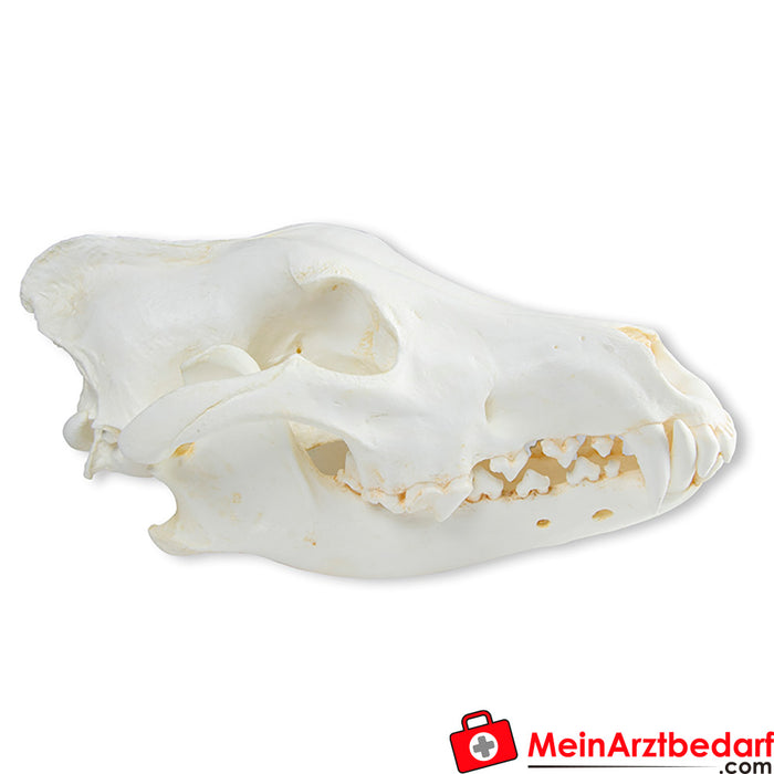 Erler Zimmer Skull wolf (Canis lupus), Alaskan wolf