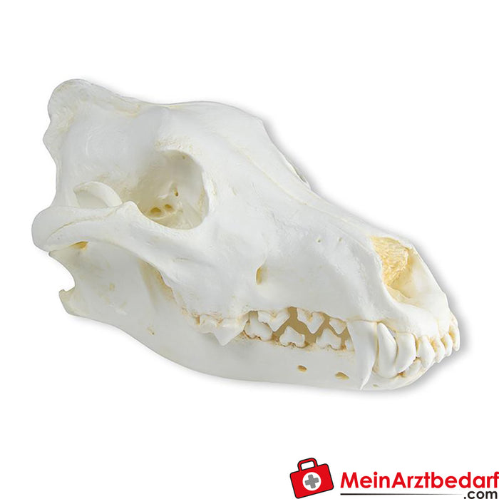 Erler Zimmer Skull wolf (Canis lupus), Alaskan wolf