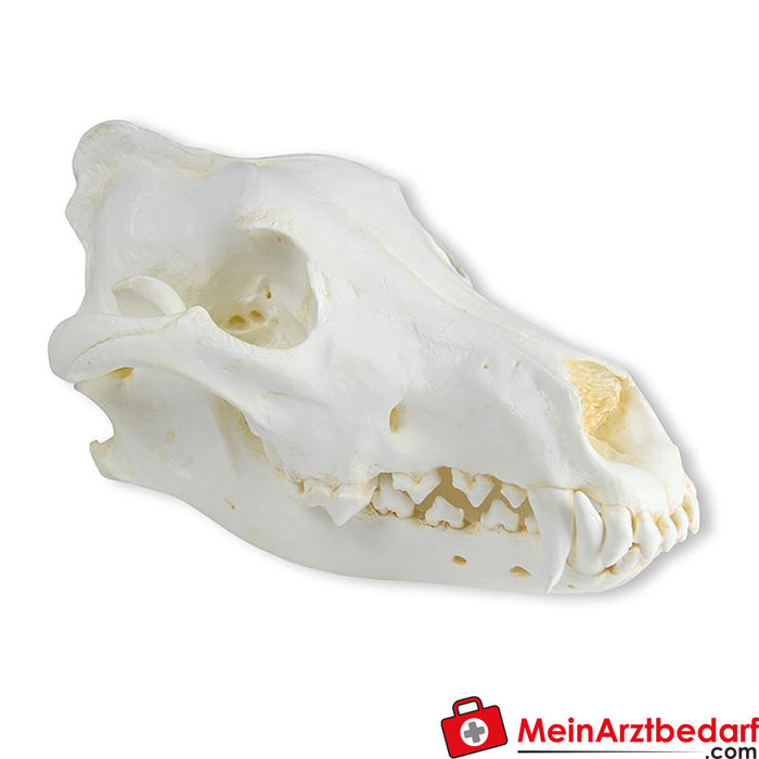 Erler Zimmer Crâne de loup (Canis lupus), loup d'Alaska