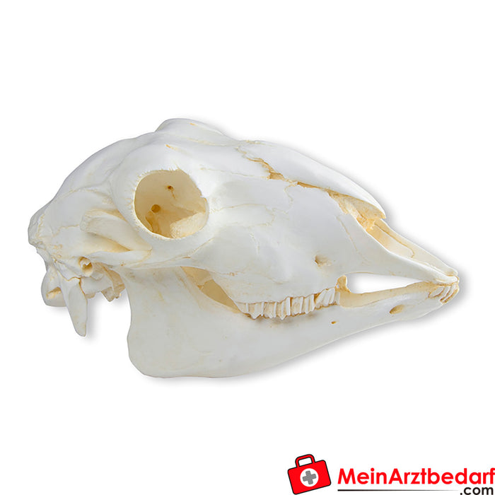Erler Zimmer Skull domestic sheep, female (Ovis aries)