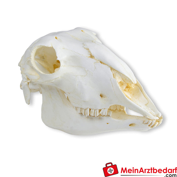Erler Zimmer Skull domestic sheep, female (Ovis aries)
