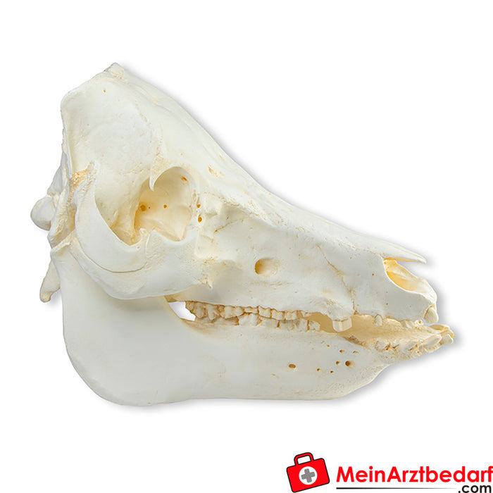 Cráneo de Erler Zimmer cerdo doméstico (Sus scrofa domesticus)